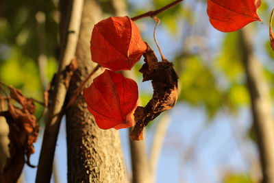 Close-up of wilted plant