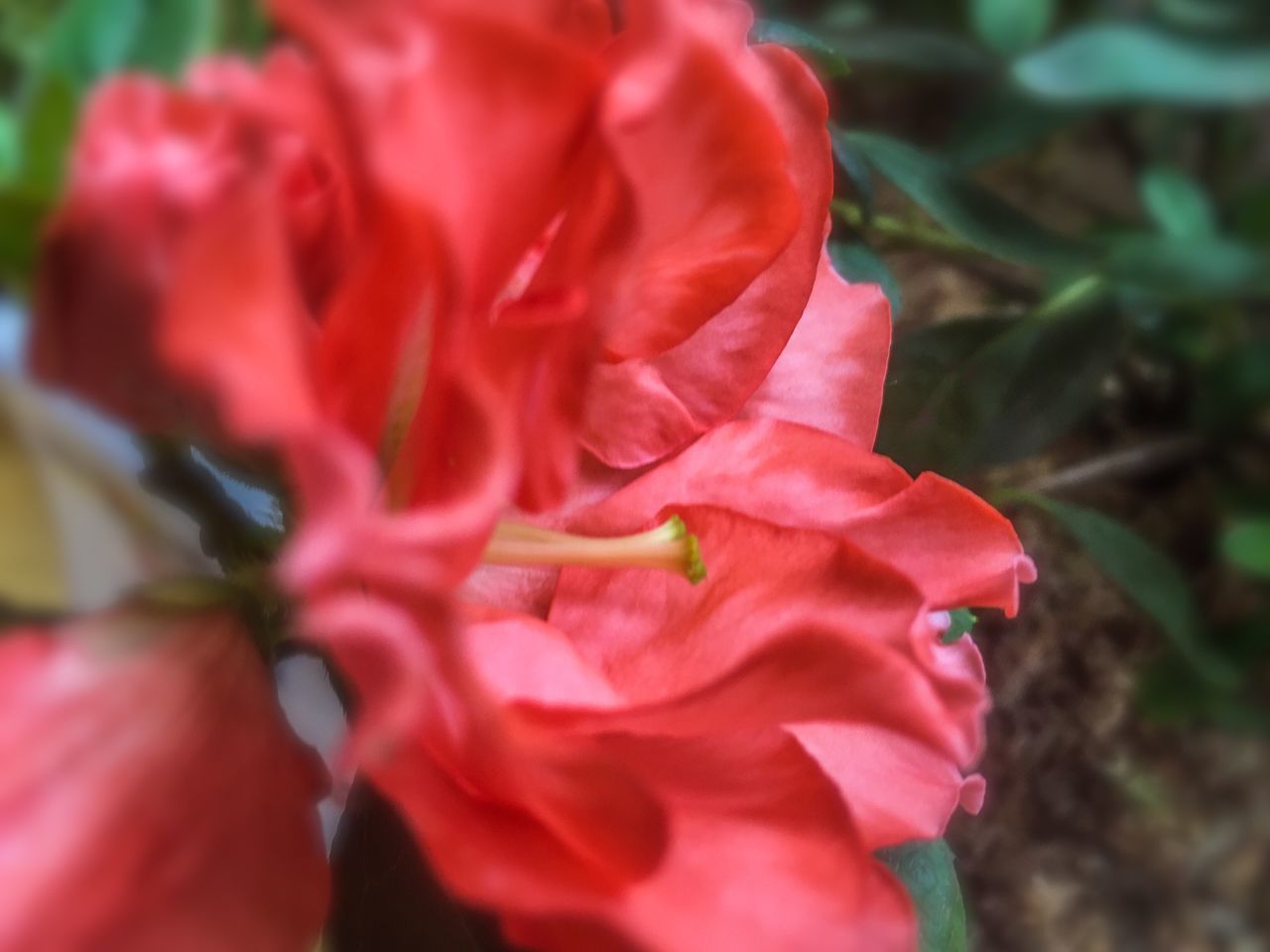 CLOSE-UP OF RED ROSE FLOWER