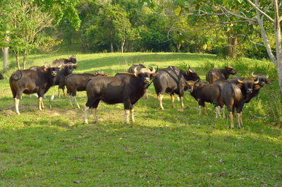 Horses in a field