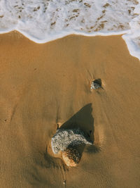 High angle view of crab on sand at beach