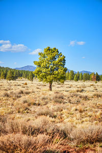 Trees on field against sky