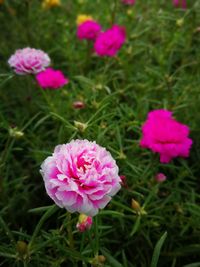 Close-up of pink roses on field