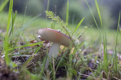 Close-up of mushroom growing on field