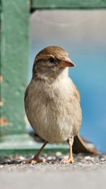 Close-up of bird perching