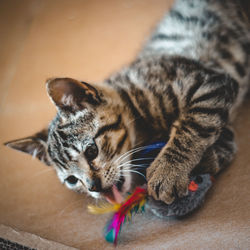 High angle view of tabby cat