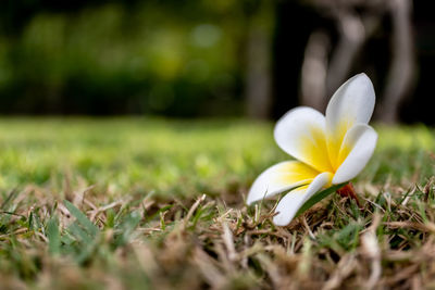 Close-up of white crocus flower on field