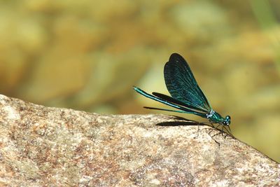 Close-up of damselfly perching on rock