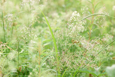 Close-up of flowering plants on field