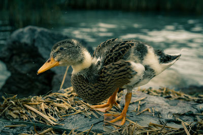 Close-up of a little baby duck at balaton. 