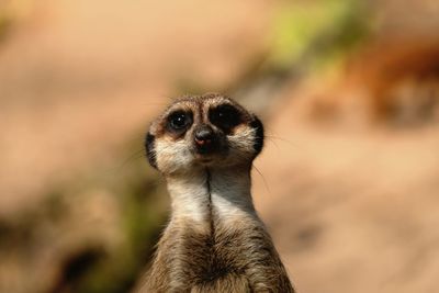 Close-up portrait of meerkat