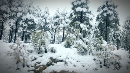 Trees in forest during winter