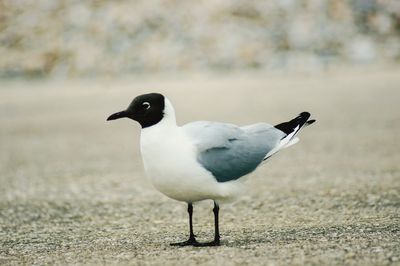 Close-up of bird perching on a land