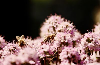 Close-up of bee on purple flower