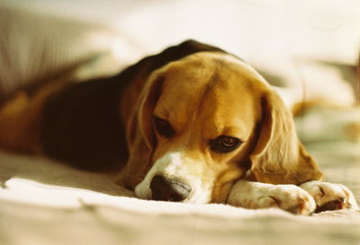 Close-up portrait of a dog resting