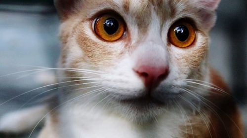 Close-up portrait of cat