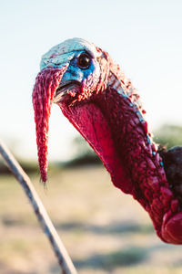 Close-up of a bird