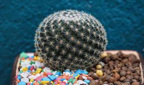 High angle view of multi colored cactus