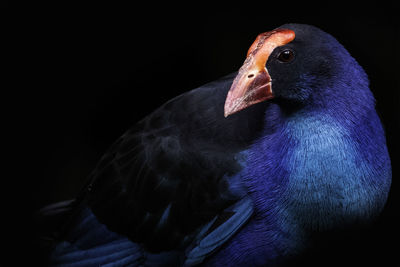 Close-up of a bird