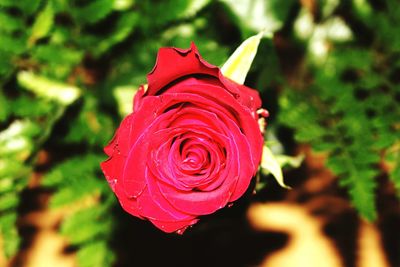 Close-up of red rose blooming outdoors