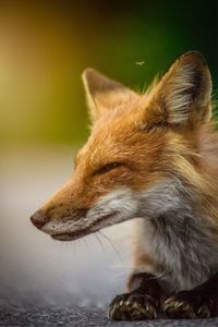 Close-up of dog looking away