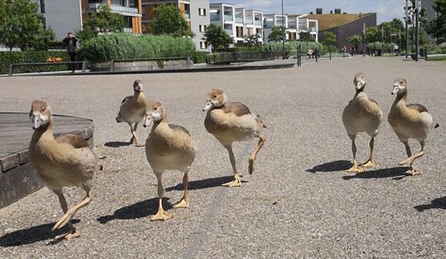 Summer loving ducks 