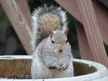 Close-up portrait of squirrel in a plant pot 