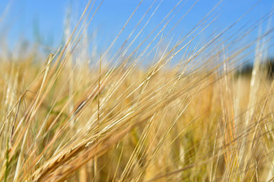 Close-up of wheat field