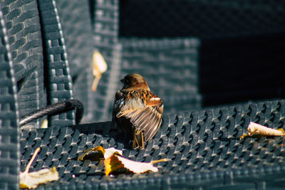 View of birds perching on fire