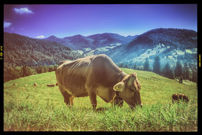 Horses grazing on grassy field