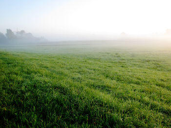 Grassy field against sky during sunrise