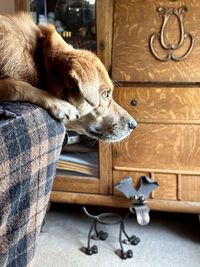 Close-up of dog sitting on wooden floor