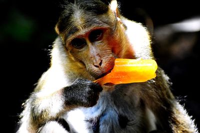 Close-up of monkey eating food