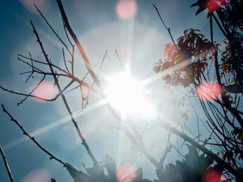 Low angle view of trees against sky during sunset