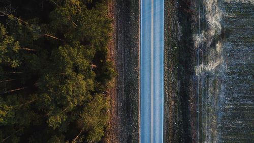 Panoramic view of trees in forest