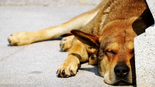 Close-up of a dog resting