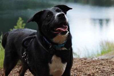 Dog looking away while sitting on lake