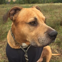 Close-up of dog sitting on field against sky