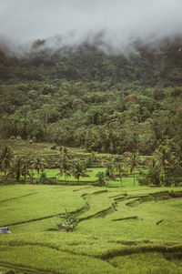 Scenic view of grassy field