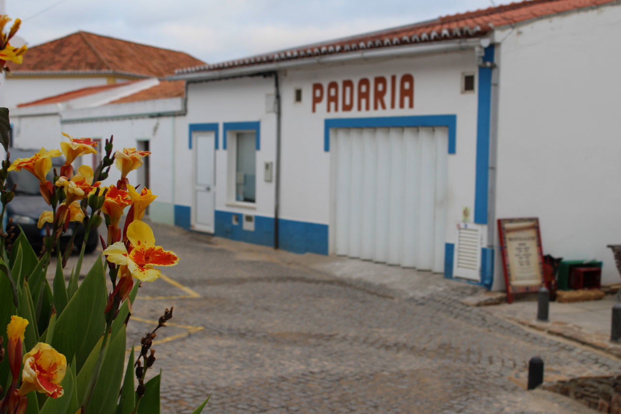 FLOWERS AGAINST HOUSE WALL