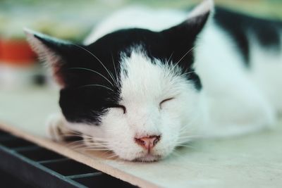 Close-up of cat with eyes closed