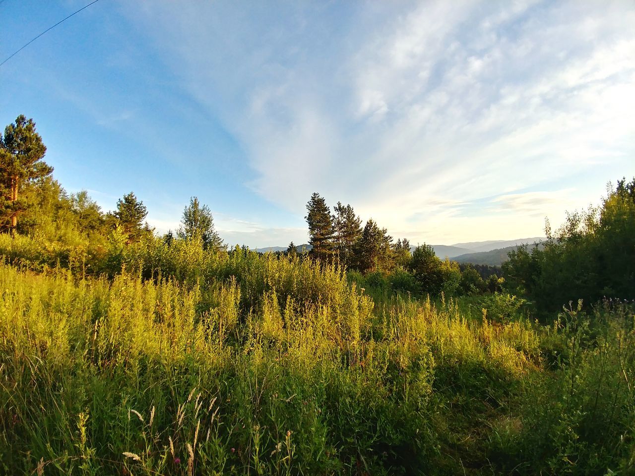 sky, plant, beauty in nature, growth, tranquil scene, tranquility, landscape, cloud - sky, environment, land, field, green color, nature, grass, scenics - nature, non-urban scene, tree, no people, day, outdoors