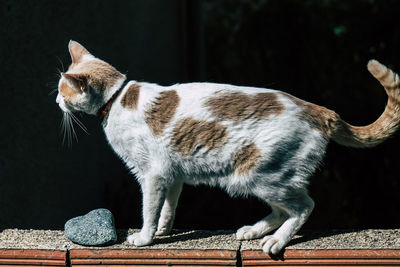 Close-up of a cat