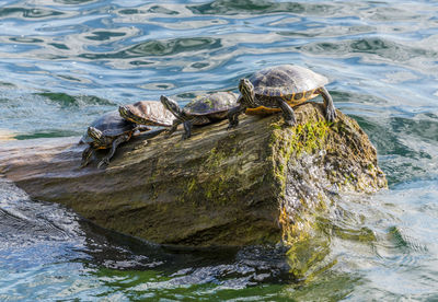 Four turtles sun themselves on a log.