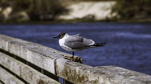 Close-up of seagull perching on wood