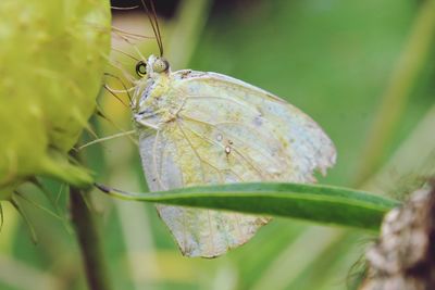 Close-up of butterfly on leaf