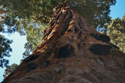 Low angle view of tree in forest