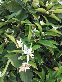 Close-up of plants