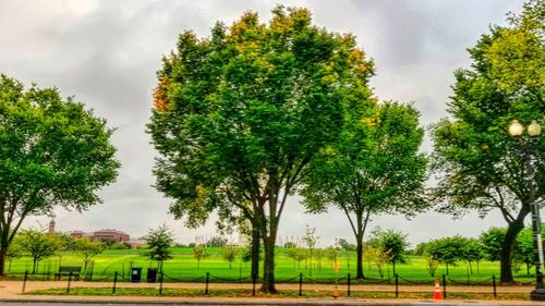 Trees against sky