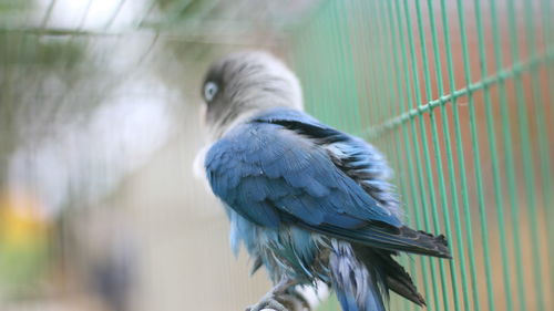 Close-up of bird perching in cage