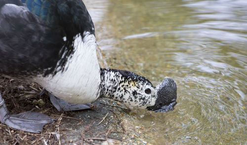 High angle view of duck swimming in lake